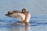 American Wigeon